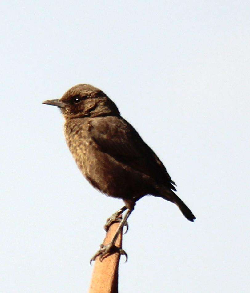 Image of Ant-eating Chat