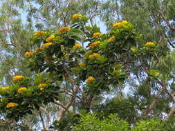 Image de Deplanchea tetraphylla (R. Br.) F. Muell. ex van Steenis