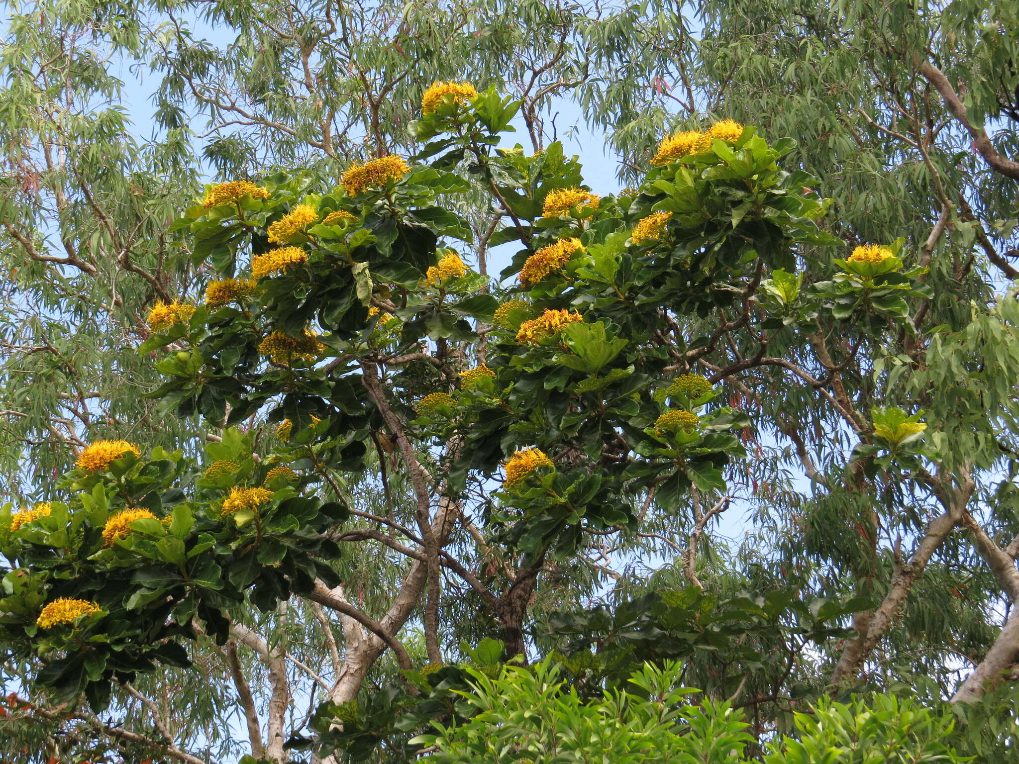 Image of Deplanchea tetraphylla (R. Br.) F. Muell. ex van Steenis