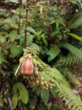 Image of Kohleria allenii Standl. & L. O. Williams