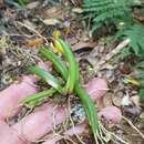 Image of Bulbophyllum lamingtonense D. L. Jones
