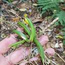 Image de Bulbophyllum lamingtonense D. L. Jones