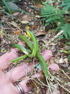 Image de Bulbophyllum lamingtonense D. L. Jones