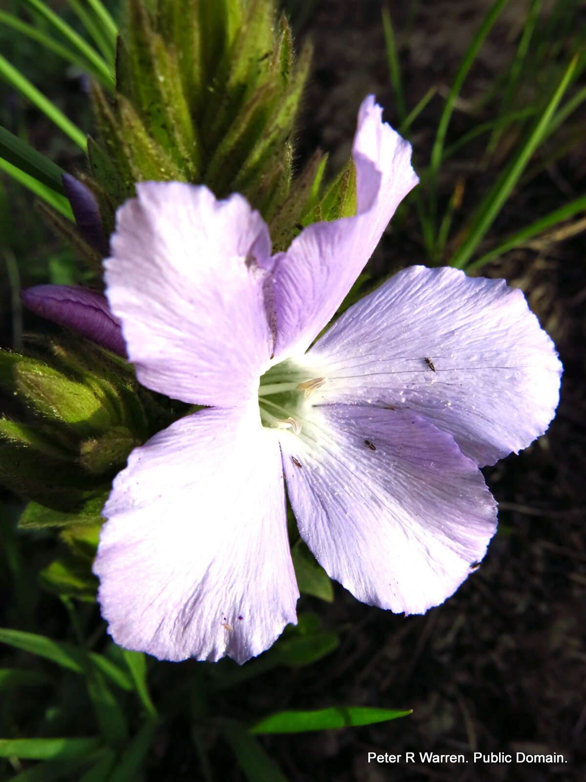 Image of Barleria monticola Oberm.