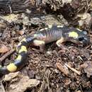 Image of Ensatina eschscholtzii croceater (Cope 1868)