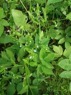 Image of Myosotis sparsiflora Pohl