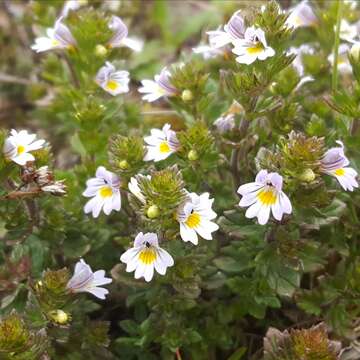 Imagem de Euphrasia officinalis L.