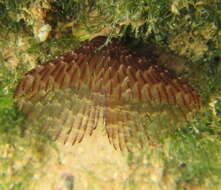 Image of Pseudobranchiomma grandis (Baird 1865)