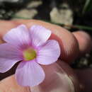 Image of Oxalis commutata Sond.