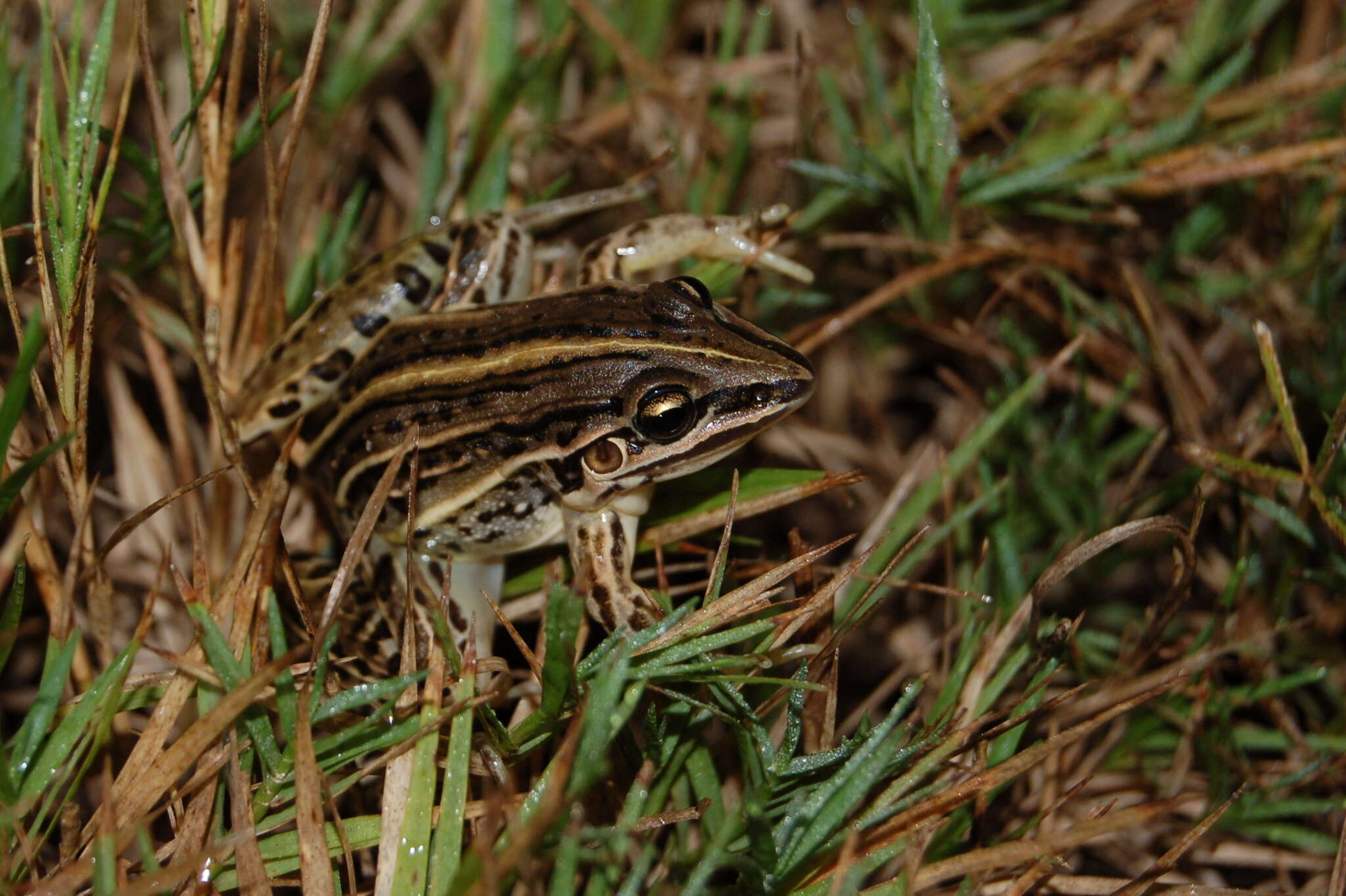 Слика од Leptodactylus gracilis (Duméril & Bibron 1840)