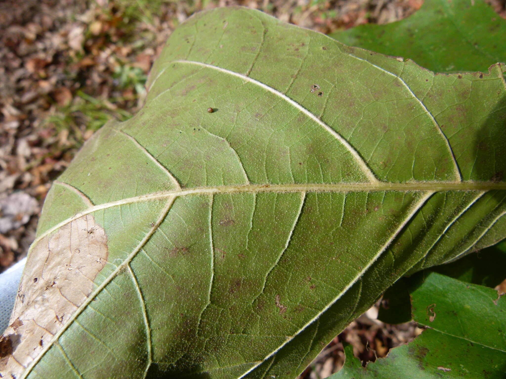 Quercus velutina Lam. resmi