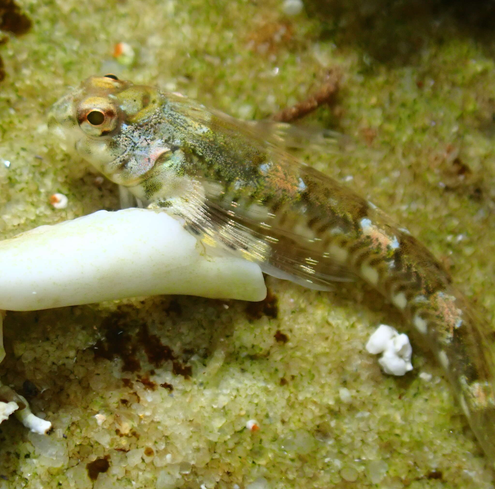 Image of Eastern Jumping Blenny