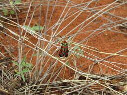 Image of Fire Grid Burnet