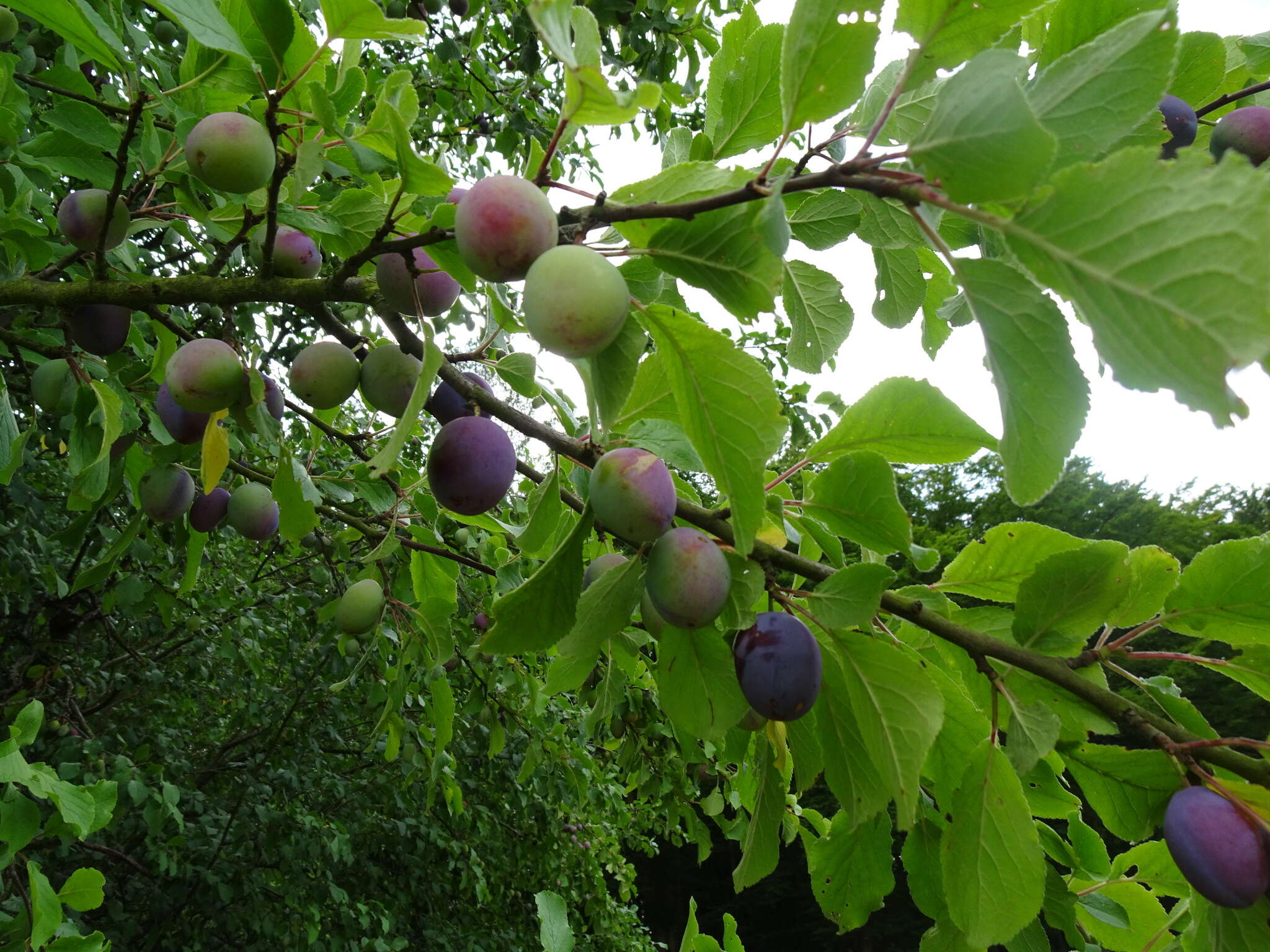 Image of European plum