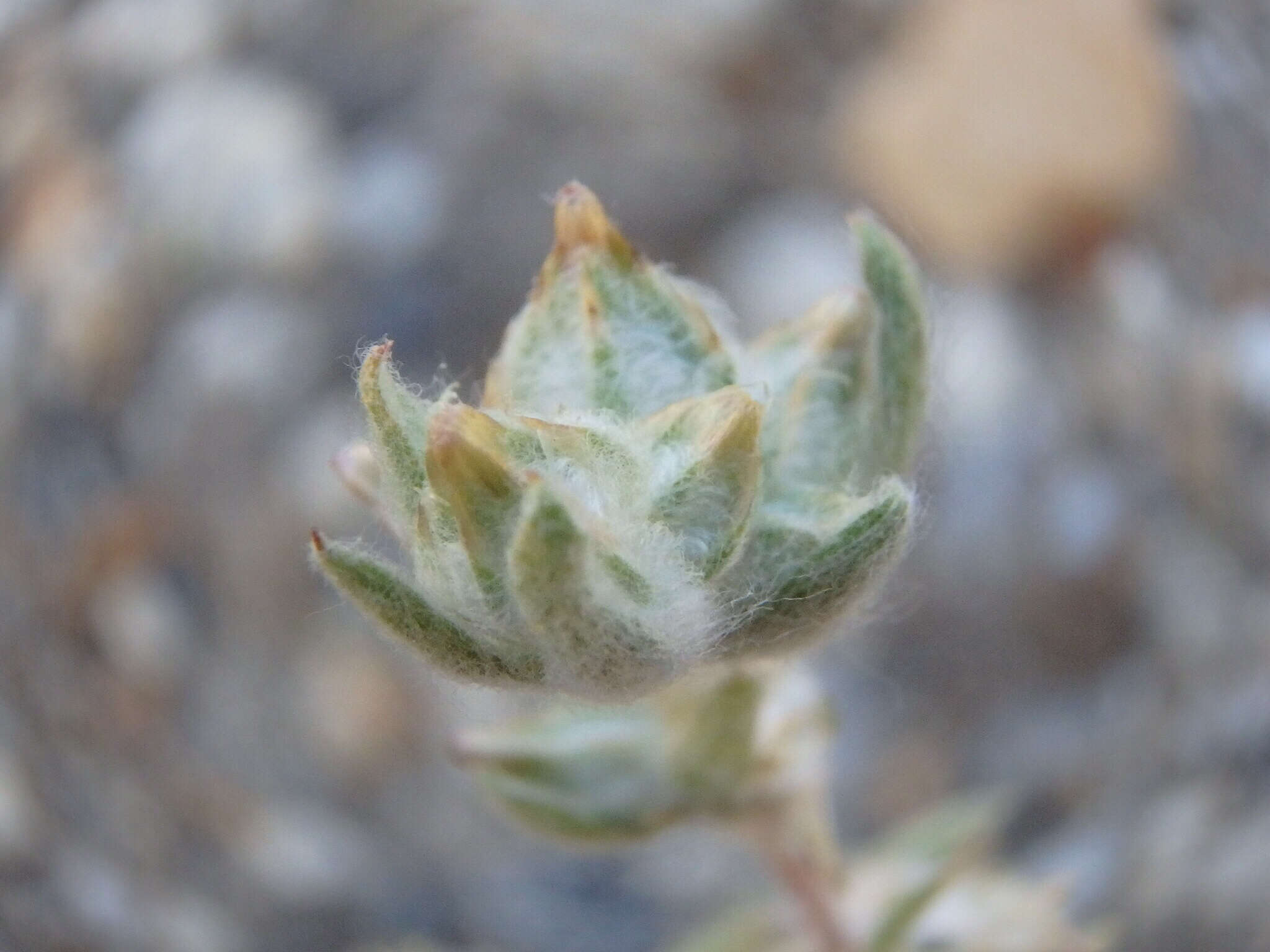 Logfia californica (Nutt.) J. Holub resmi