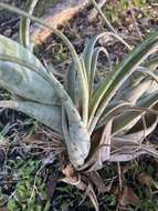 Image of twisted airplant