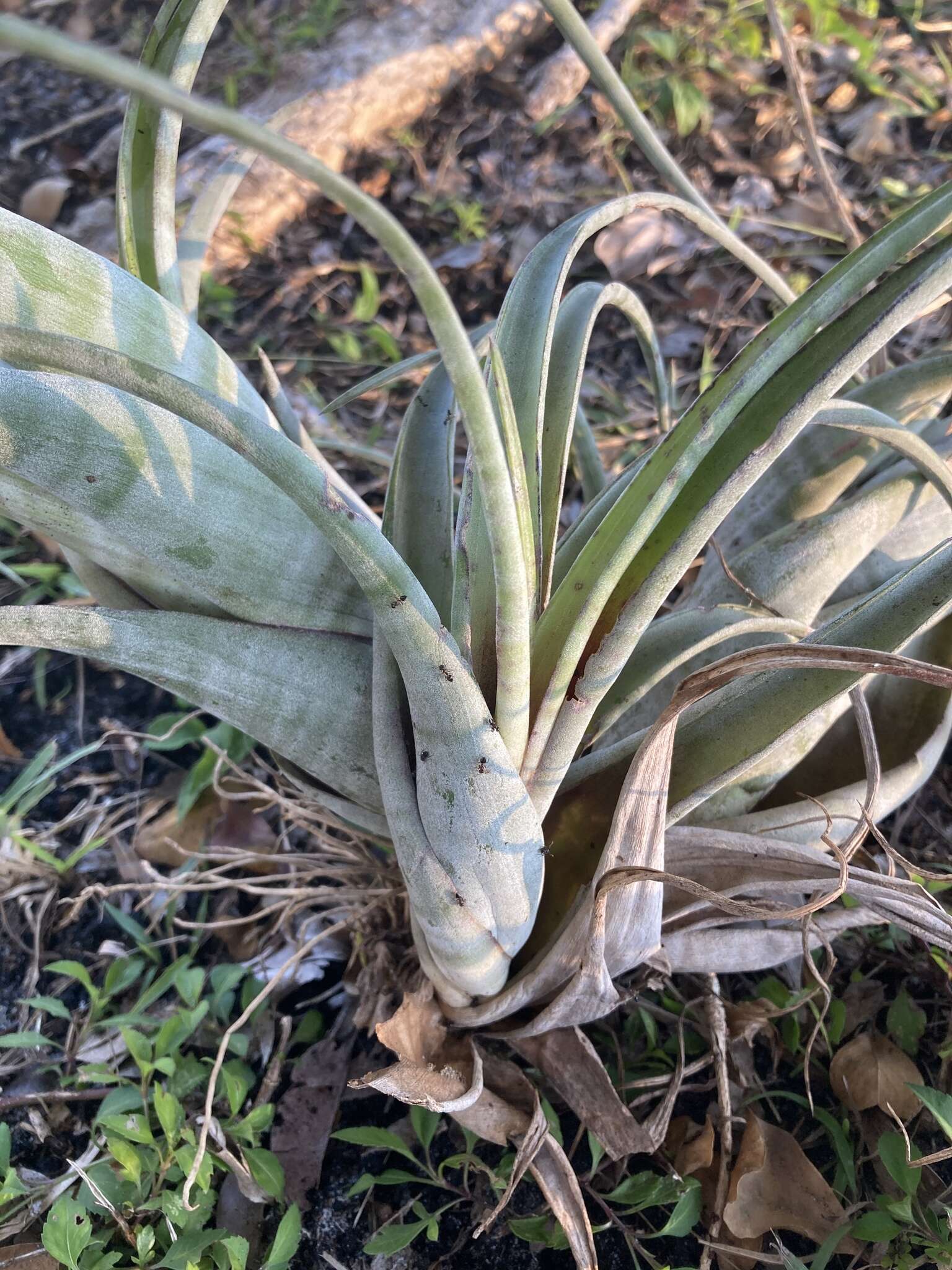 Image of twisted airplant