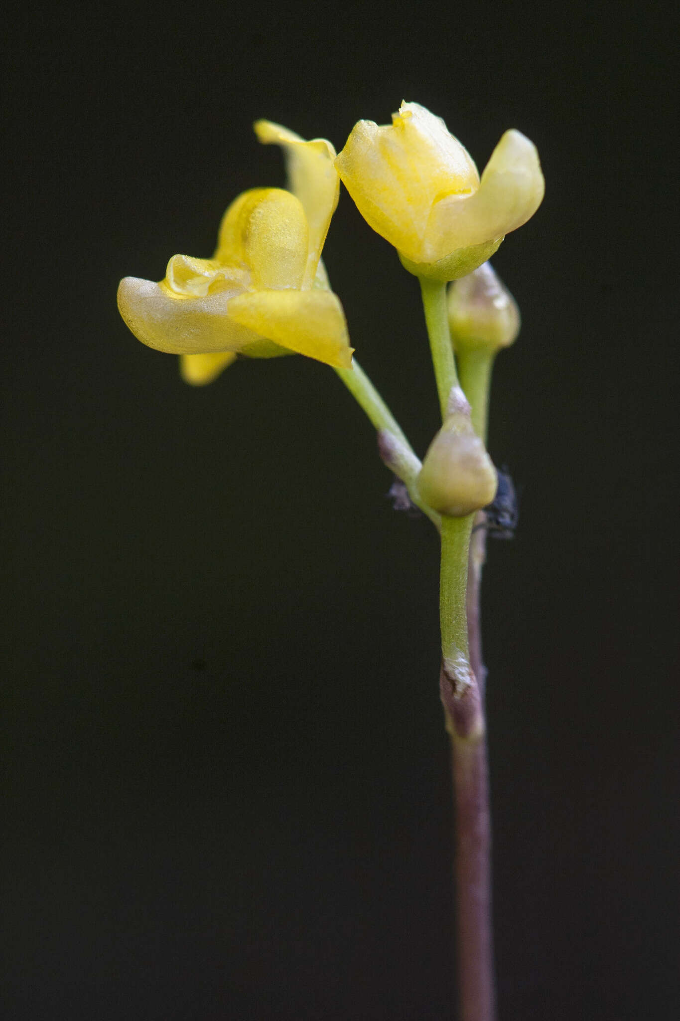 Plancia ëd Utricularia geminiscapa Benj.