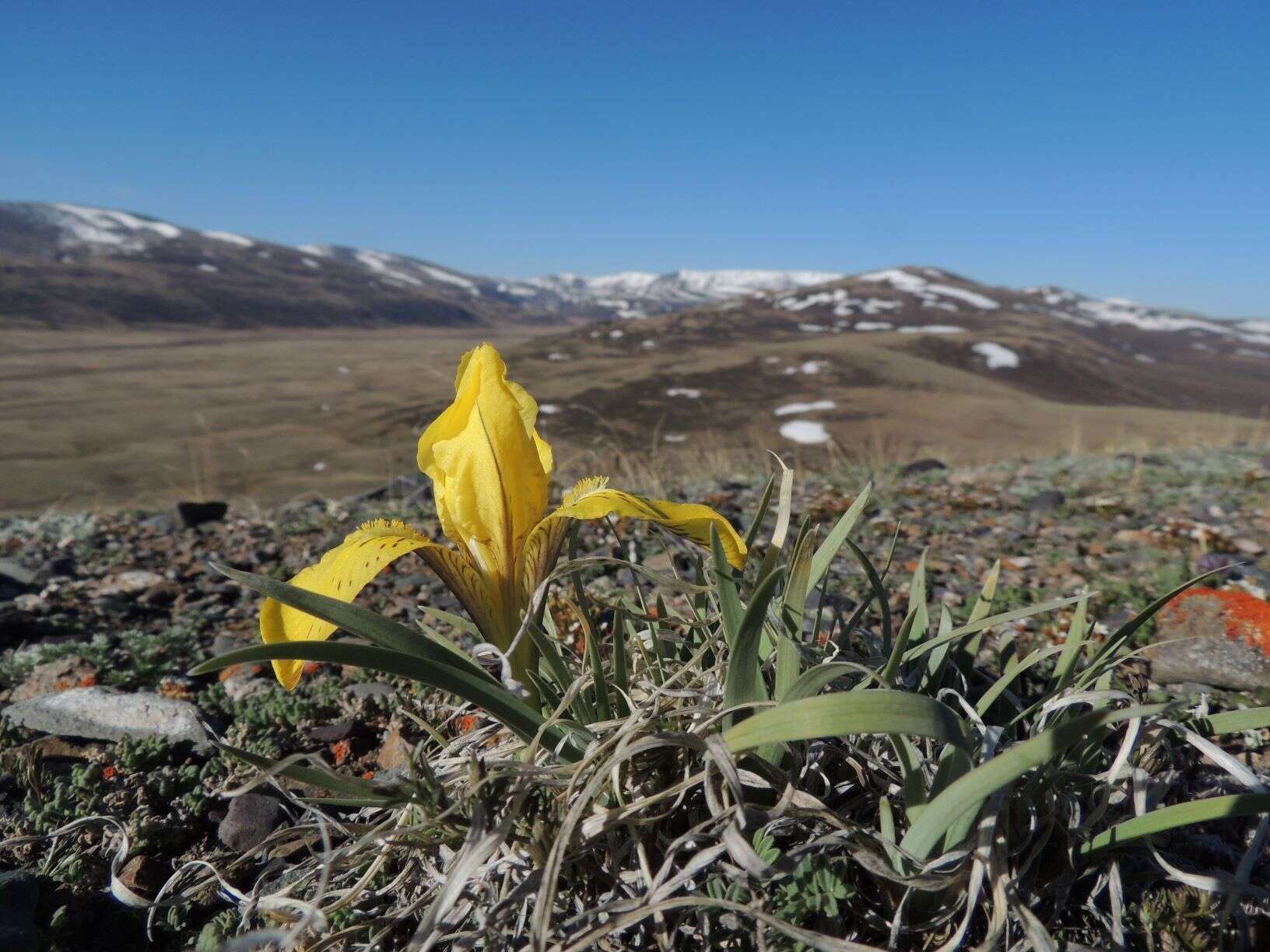 Image of Iris potaninii Maxim.