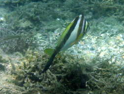 Image of Crested morwong