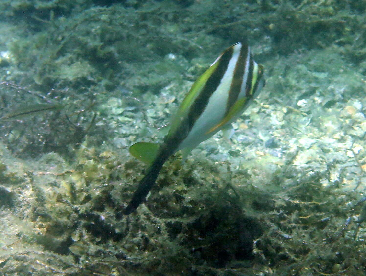 Image of Crested morwong