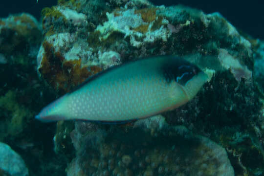 Image of New guinea wrasse