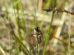 Image of Diemeniana euronotiana (Kirkaldy 1909)