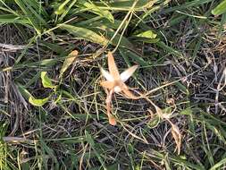 Image of Hesperantha longicollis Baker