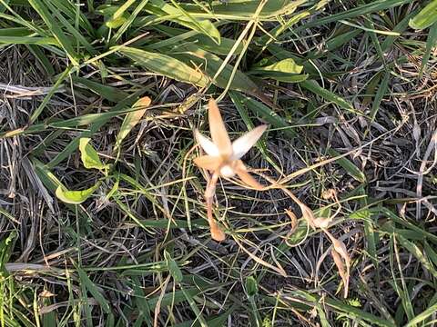 Image of Hesperantha longicollis Baker