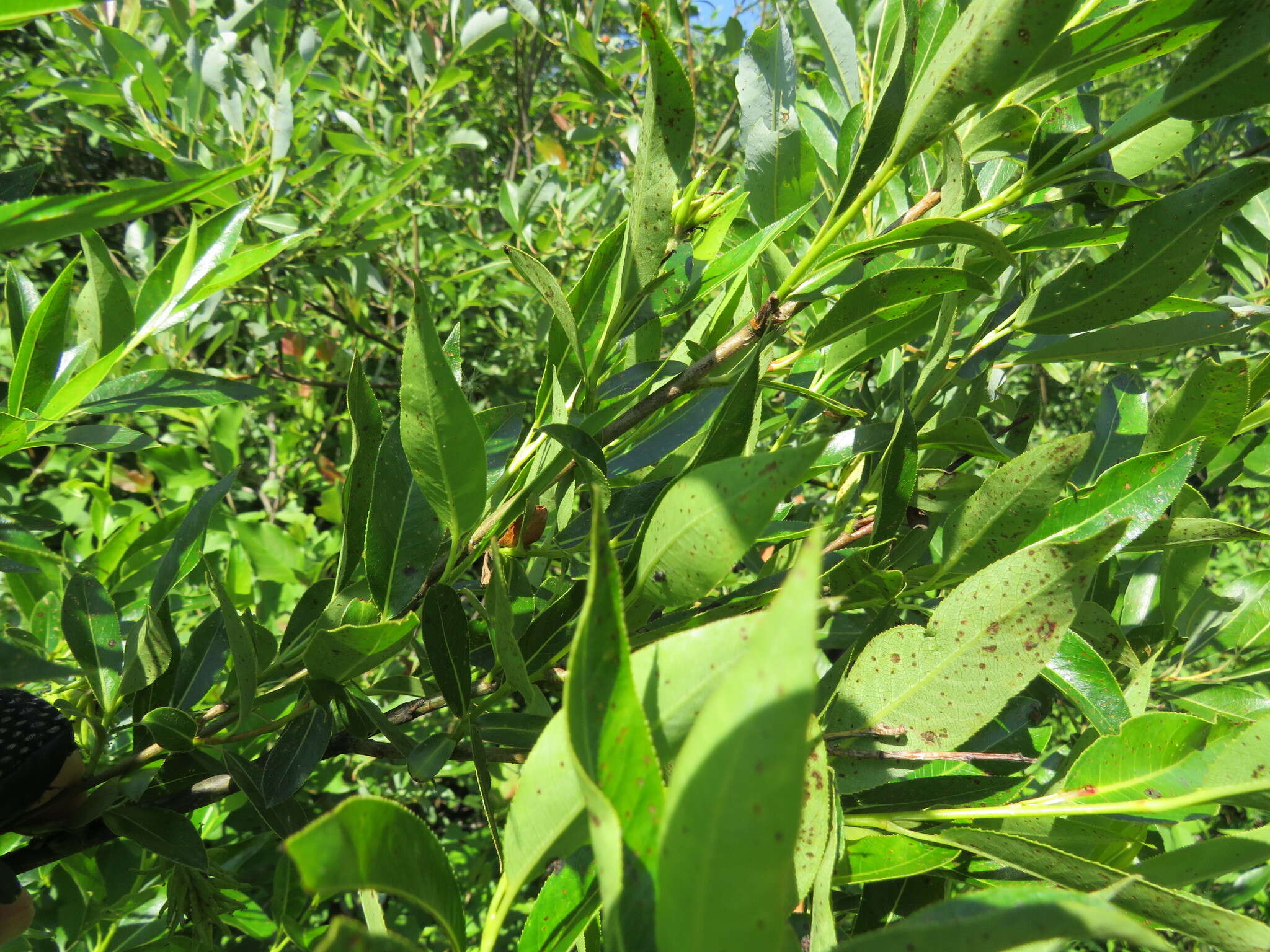 Image of Autumn Willow