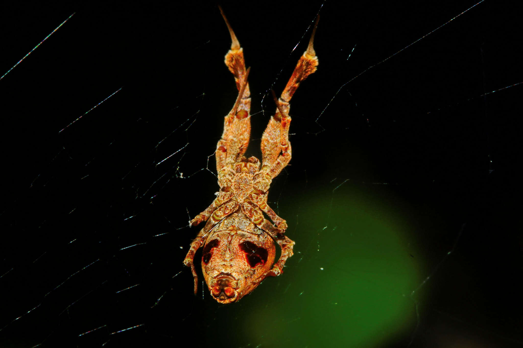 Image of Uloborus plumipes Lucas 1846