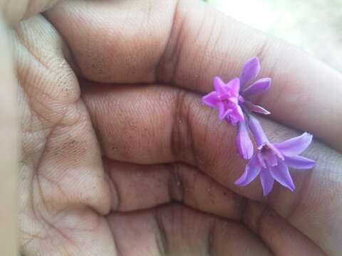 Tulbaghia violacea subsp. violacea resmi