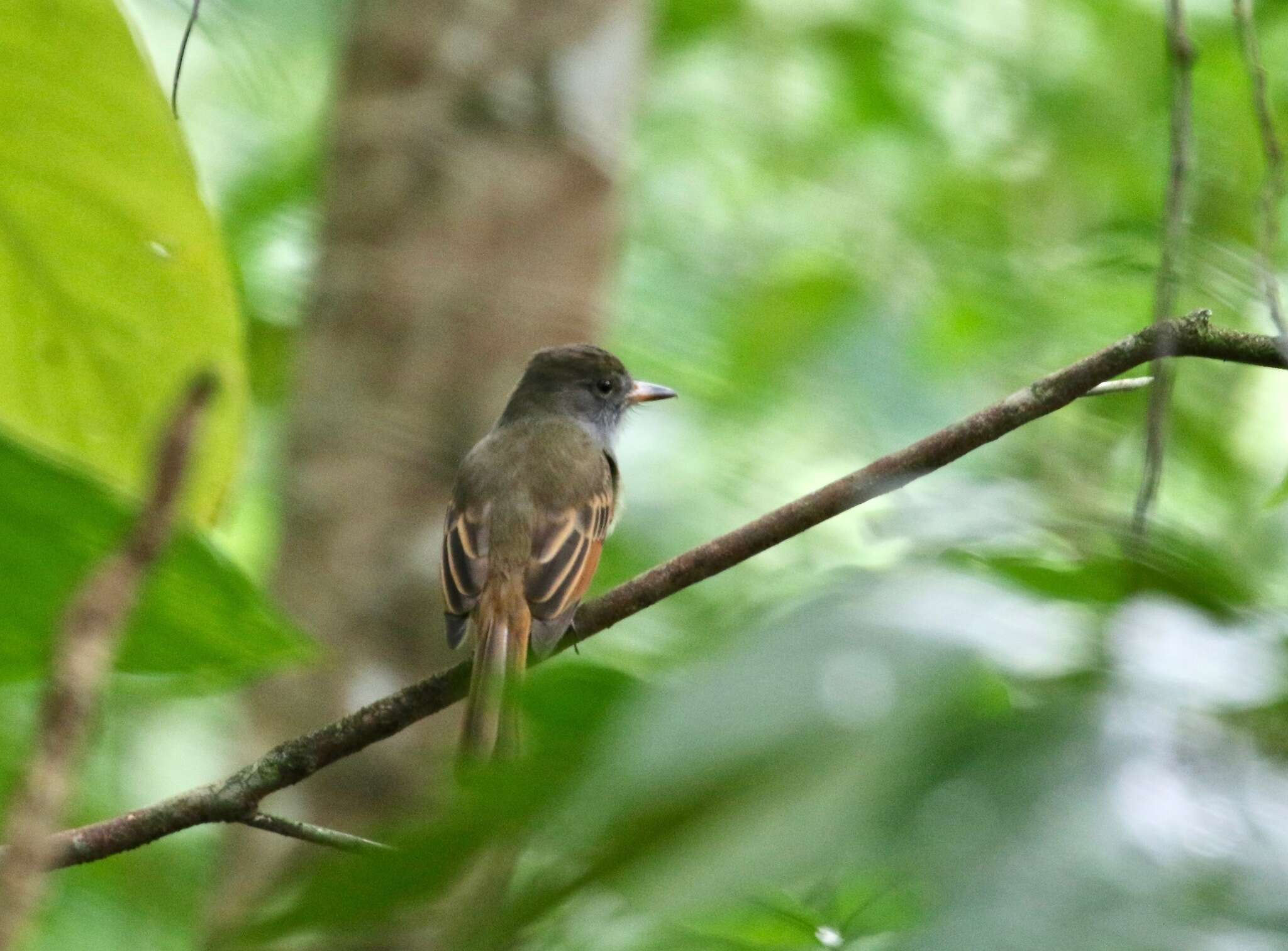 Image of Rufous-tailed Flycatcher