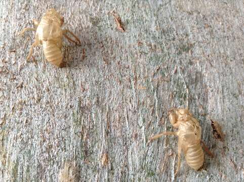 Image of Cicada cretensis Quartau & Simoes 2005