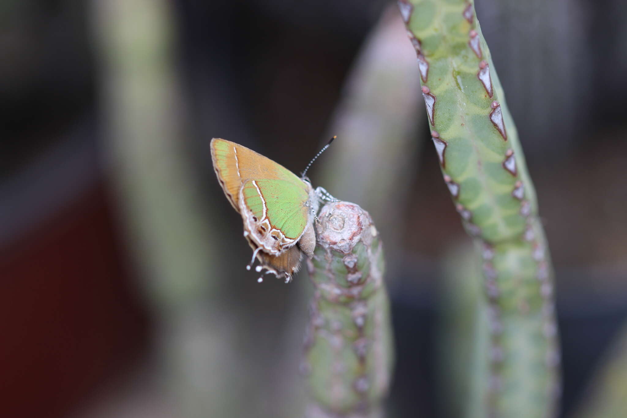 Image of Xami Hairstreak