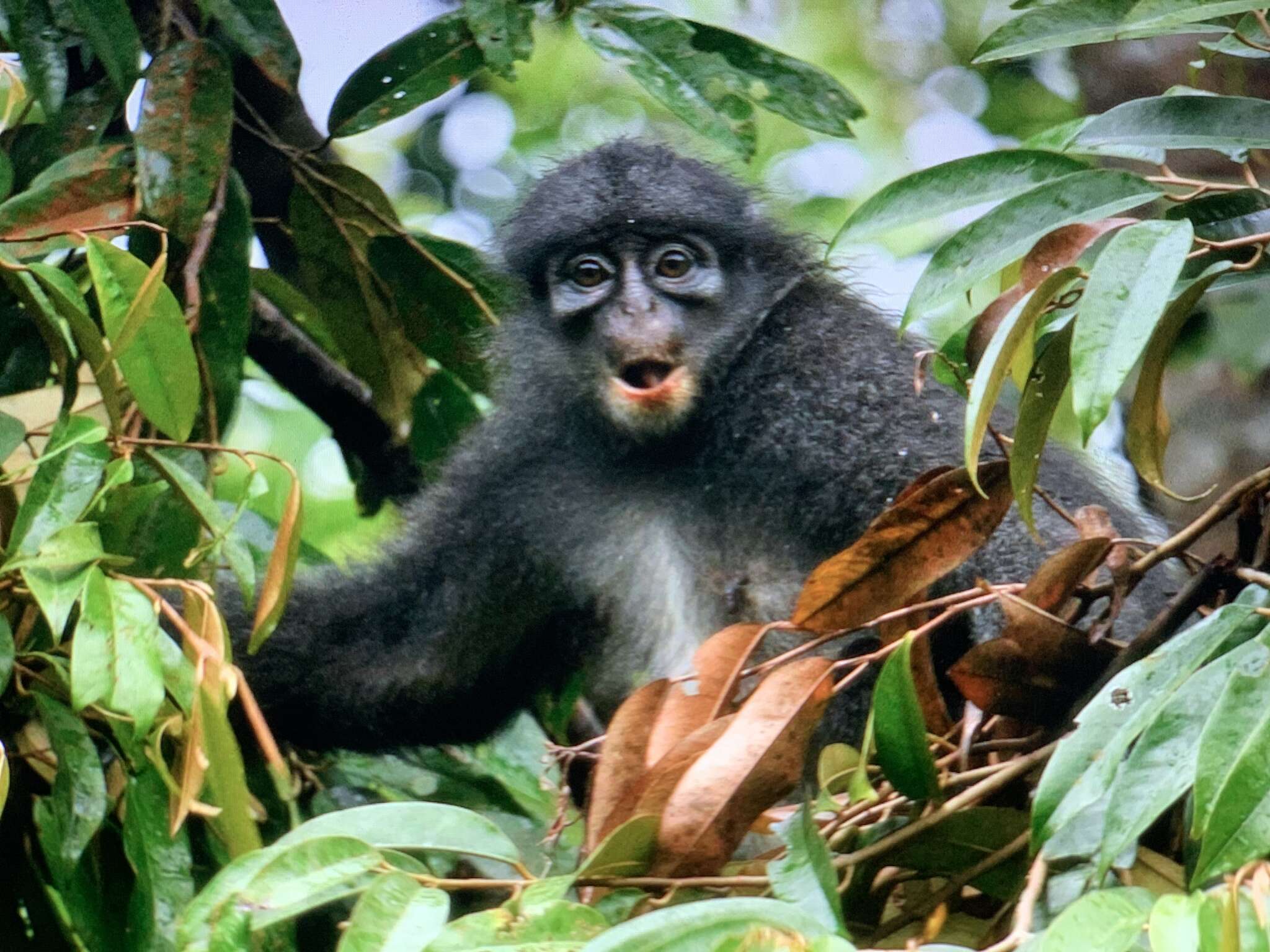 Image of Banded Langur