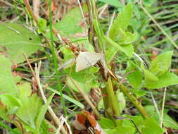 Polypogon tentacularia Linnaeus 1758的圖片