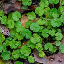 Image of Hydrocotyle setulosa Hayata