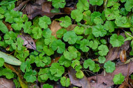 Image of Hydrocotyle setulosa Hayata