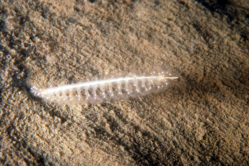 Image of common sea pen