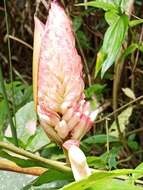 Image of Alpinia sessiliflora Kitam.