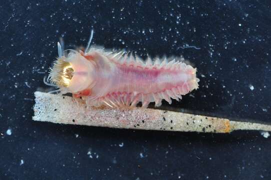 Image of trumpet worm