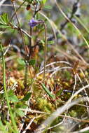 Imagem de Pinguicula villosa L.