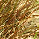Image of Carex punicea K. A. Ford