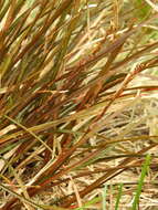 Image of Carex punicea K. A. Ford