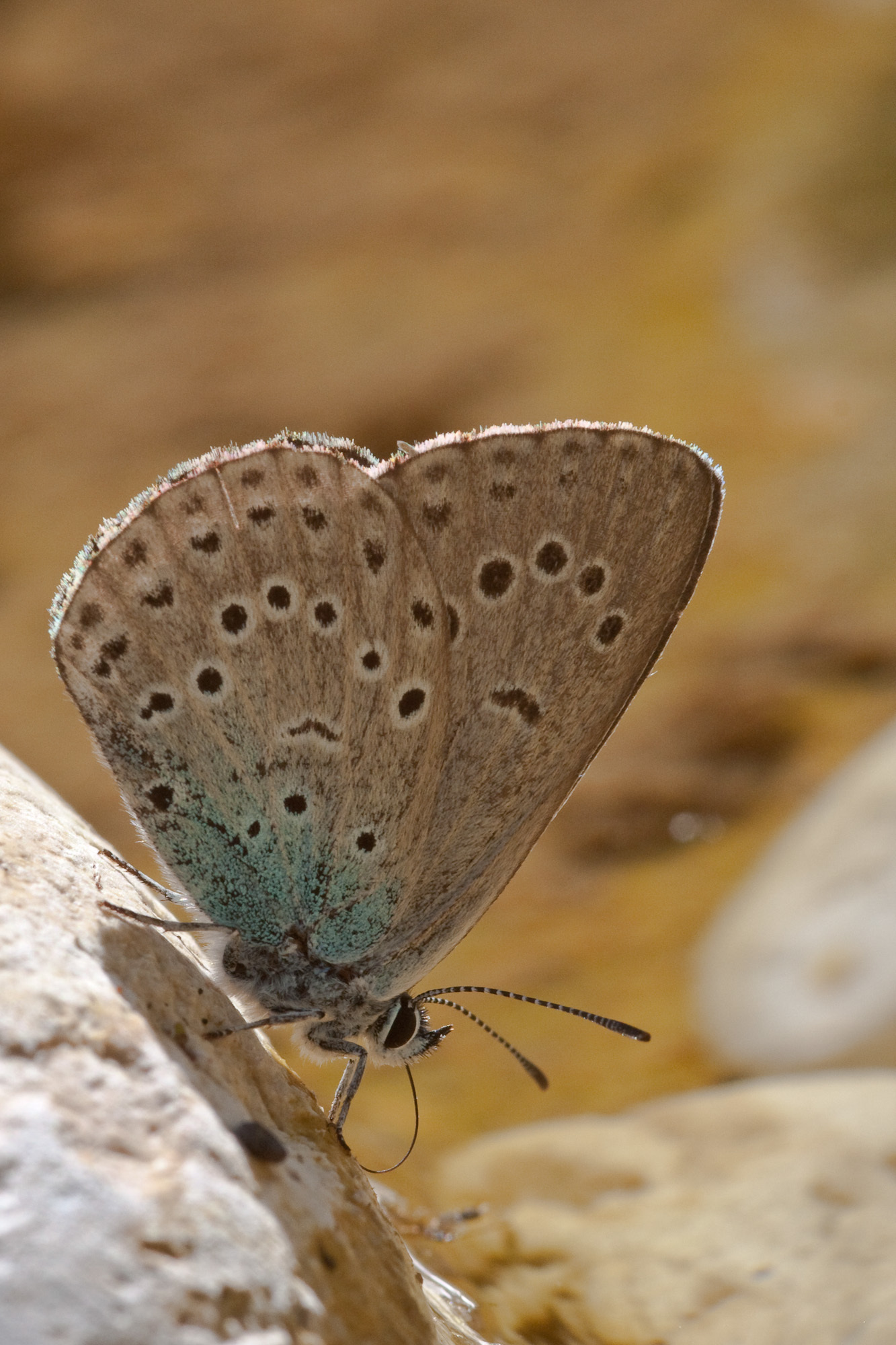 large-blue-butterfly-encyclopedia-of-life