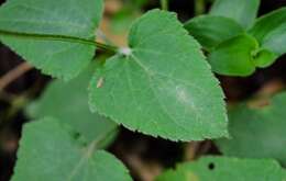 Salvia scutellarioides Kunth resmi