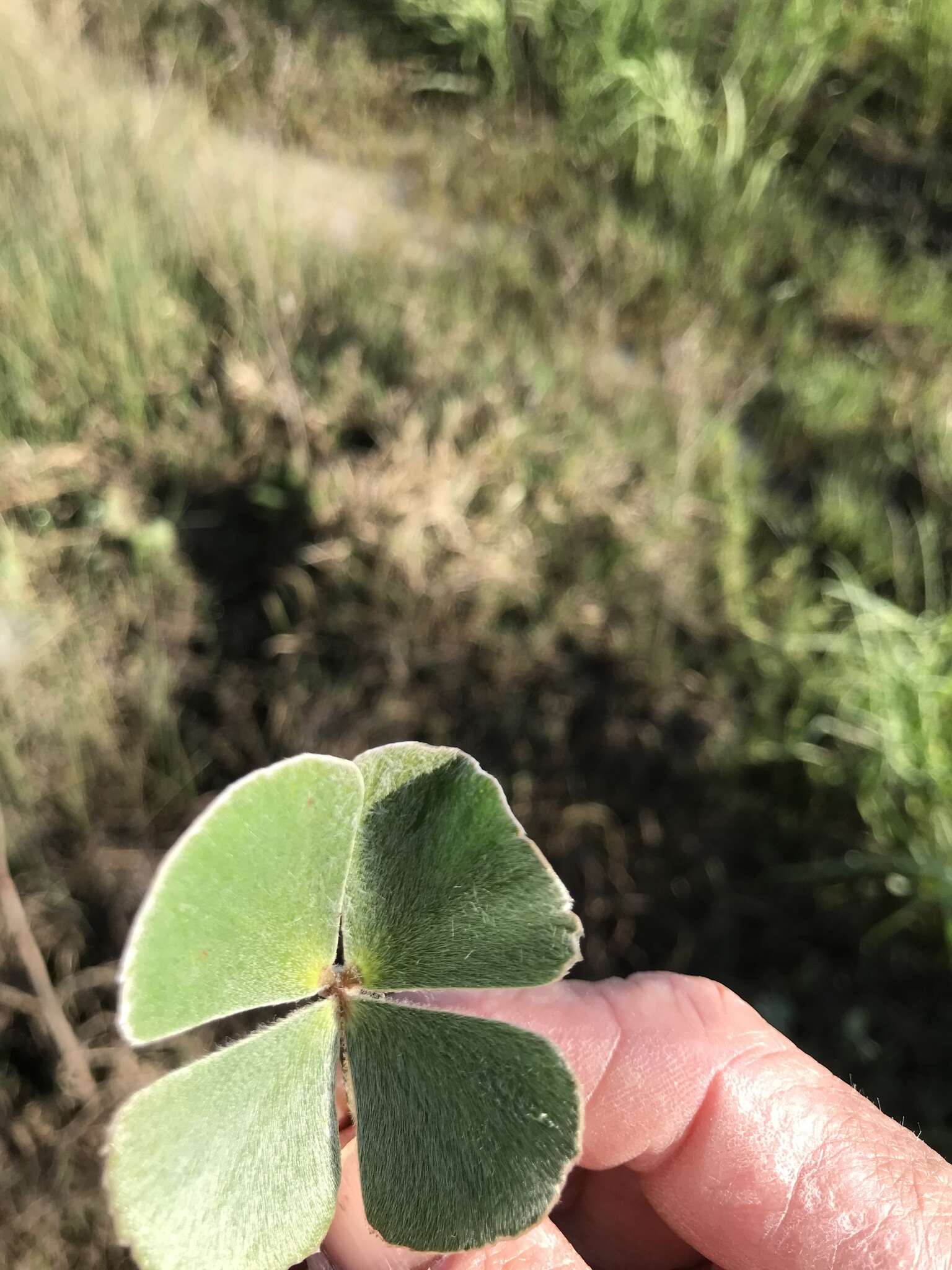 Plancia ëd Marsilea drummondii A. Br.