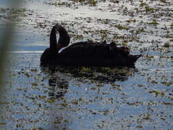 Image of Black Swan