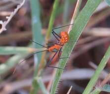 Image of Milkweed Assassin Bug